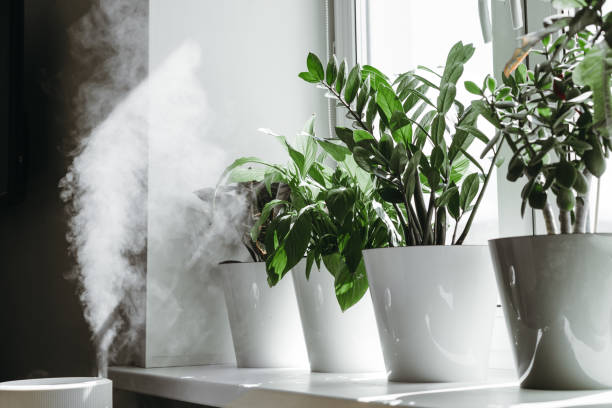 Best Humidifier for Plants